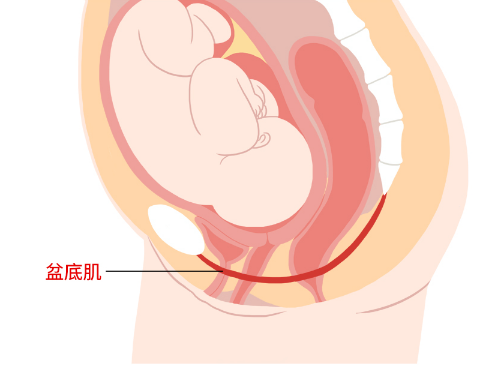 怀孕生子 v 盆腔器官脱垂~几分欢喜几分愁